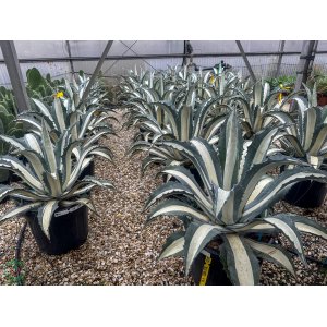 Agáva americká (Agave americana) ´MEDIOPICTA ALBA´ - Ø 30-40 cm, kont. C10L (-6°C)